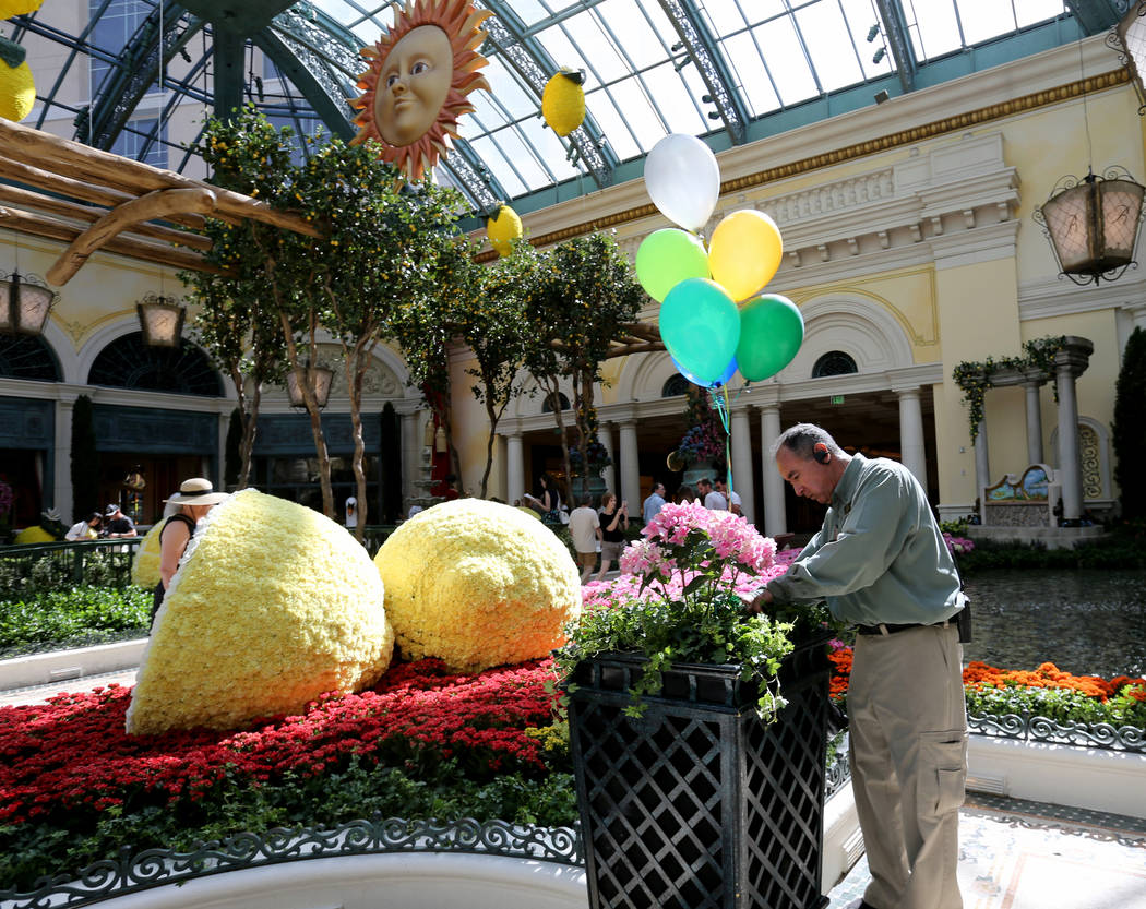 El jaridinero Dwayne "Sr. D. Whitworth" coloca globos en flores en "That's Amoré", la exposición de verano del Conservatorio Bellagio el lunes 18 de junio de 2018. La exhibición, basada en un v ...