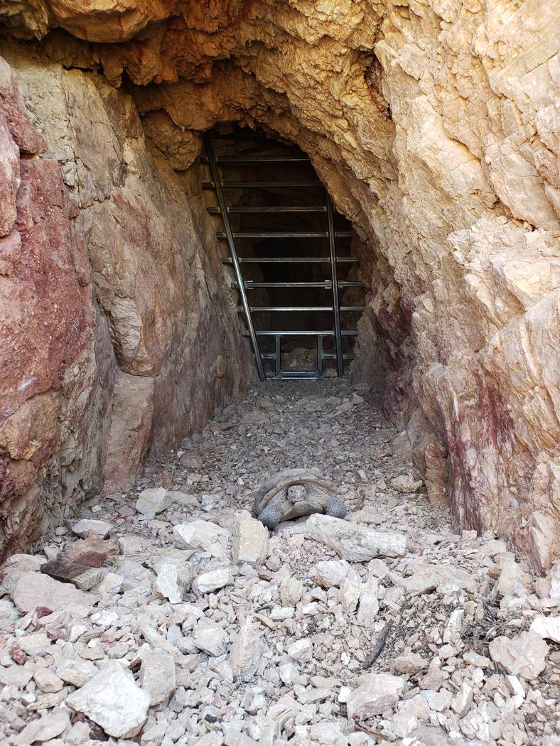 Una tortuga sale de un pozo de una mina abandonada que recientemente fue sellada con una barrera de acero en el Monumento Nacional Gold Butte el 1 de octubre. El reptil protegido por el gobierno f ...