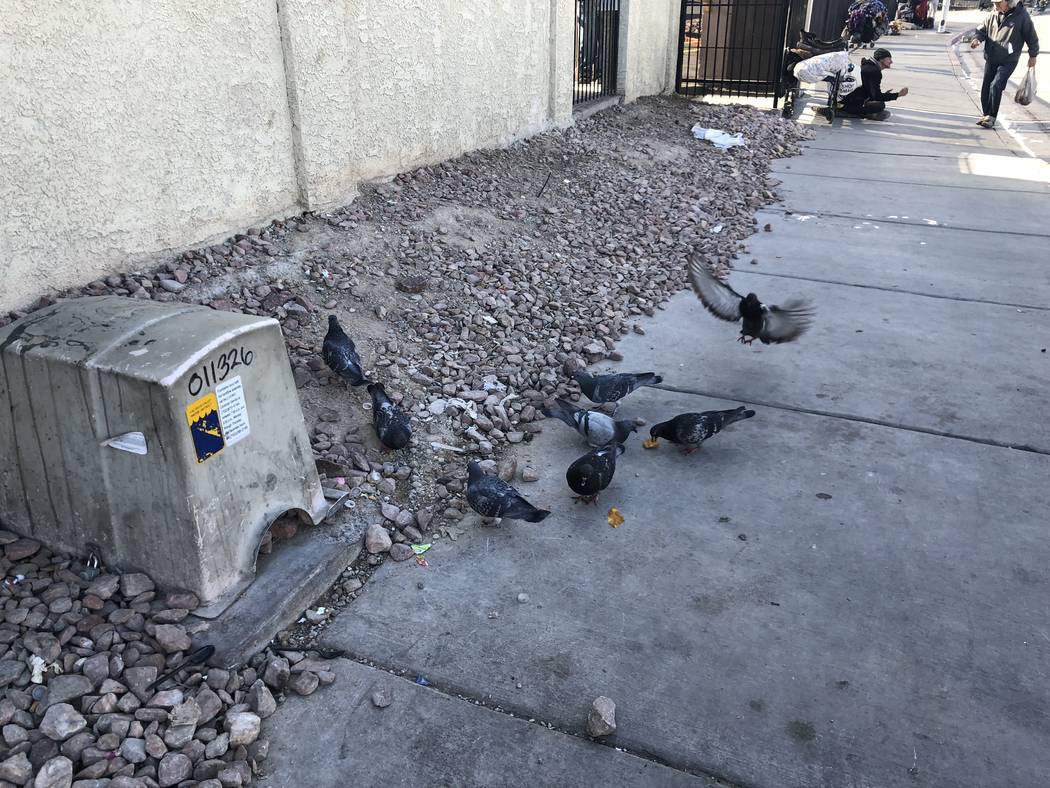 Las palomas se comieron nuggets de pollo después de que dos activistas alimentaran a las personas sin hogar en Foremaster Lane el miércoles 28 de noviembre de 2018. Briana Erickson Las Vegas Rev ...