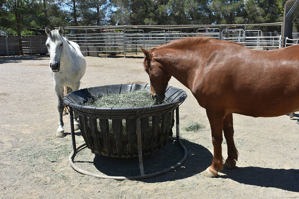 ‘Funny Farm Mustangs’ brinda una oportunidad de vida para burros y caballos que antes habit ...