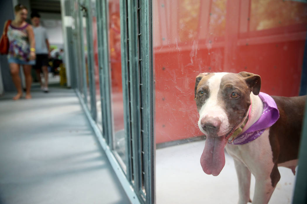 Un perro espera ser adoptado durante el evento nacional Clear the Shelters en la Animal Foundat ...