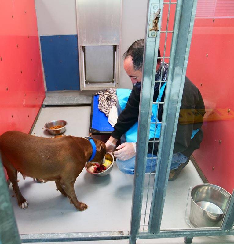 Un perro come una comida especial de Thanksgiving en The Animal Foundation en Las Vegas el juev ...